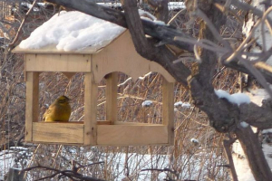 Zwierzęta w zimie: jak przetrwać zimno?